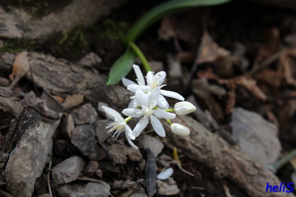 Scilla bifolia bianca